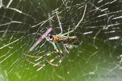 Trichonephila clavata