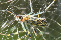 Trichonephila clavata