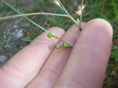 Juncus compressus