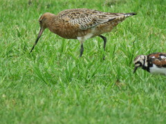 Limosa lapponica