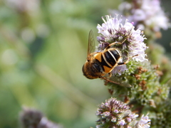 Eristalis nemorum