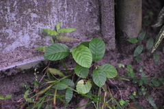 Eriobotrya japonica