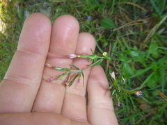 Centaurium pulchellum