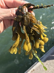 Fucus distichus