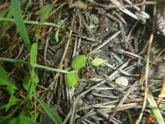 Centaurium pulchellum