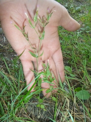 Centaurium pulchellum