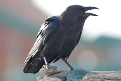 Corvus ruficollis