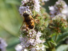 Eristalis nemorum