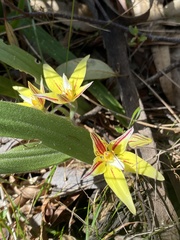 Caladenia flava