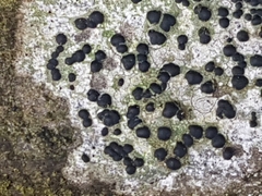 Lecidella