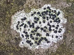 Lecidella