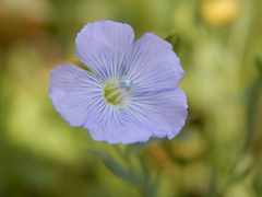 Linum