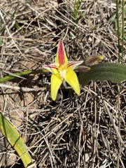 Caladenia flava