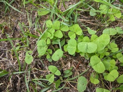 Medicago arabica