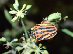 Graphosoma semipunctatum