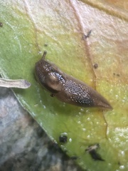 Ambigolimax valentianus