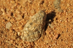 Trachypetrella anderssonii