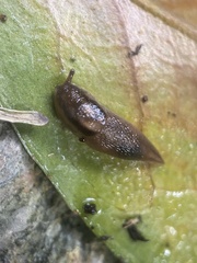 Ambigolimax valentianus