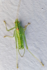 Meconema meridionale