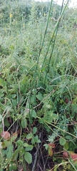 Equisetum × moorei