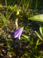 Campanula rotundifolia