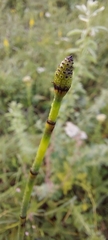 Equisetum × moorei