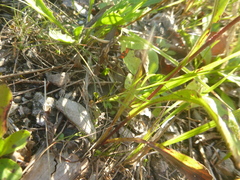 Campanula rotundifolia