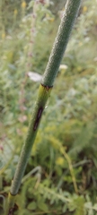 Equisetum × moorei