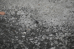 Bradinopyga geminata