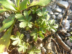Potentilla incana