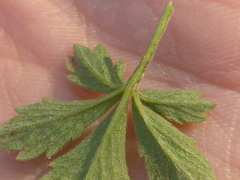 Potentilla incana