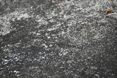 Bradinopyga geminata