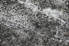 Bradinopyga geminata