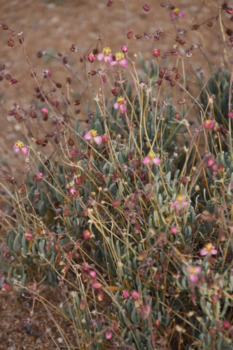 Image of Kewa salsoloides by (c) Tony Rebelo, some rights reserved (CC BY-SA)