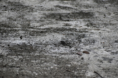 Bradinopyga geminata