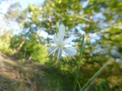 Anthericum ramosum