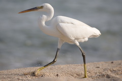 Egretta gularis