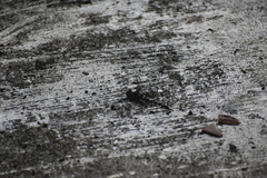 Bradinopyga geminata