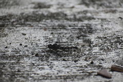 Bradinopyga geminata