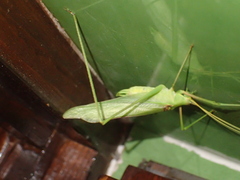 Acrometopa macropoda