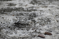 Bradinopyga geminata