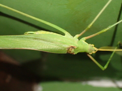 Acrometopa macropoda