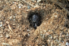 Capheris