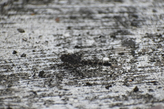 Bradinopyga geminata