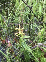 Lysimachia asperulifolia