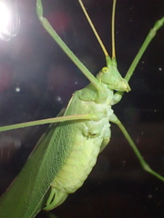 Acrometopa macropoda