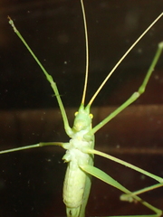 Acrometopa macropoda