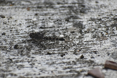 Bradinopyga geminata