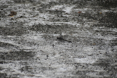 Bradinopyga geminata