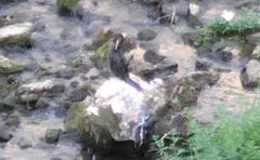Microcarbo pygmaeus